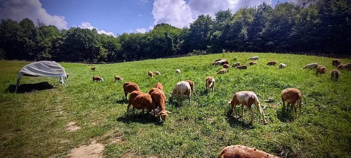 夏の野原で草を食む羊